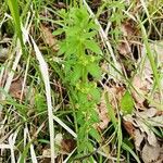 Cruciata glabra Hoja