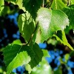 Betula pendula Leaf