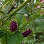 Lantana trifolia Fruit