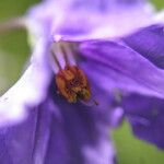 Solanum nudum Flower