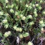 Anthyllis cornicina 花