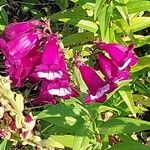 Penstemon hartwegii Flower