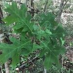 Quercus stellata Leaf