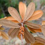 Pycnandra intermedia Habit