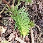 Petrosedum forsterianum Hoja