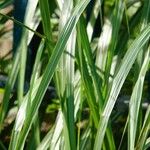 Miscanthus sinensis Leaf