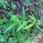 Epilobium coloratumLeaf