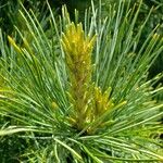 Pinus cembra Other