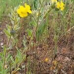 Alkanna primuliflora Fleur