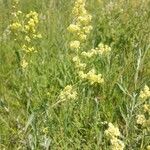 Galium × pomeranicum Flower