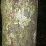Oenocarpus bataua Bark