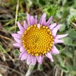 Erigeron poliospermus Floare