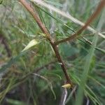 Chamaecrista fasciculata Schors