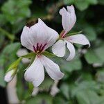 Pelargonium peltatumFloro