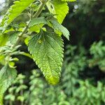 Ocimum lamiifolium Blatt