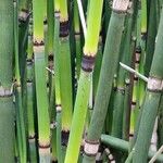 Equisetum hyemale Leaf