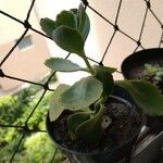 Kalanchoe laxiflora Leaf