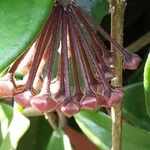 Hoya carnosa फूल