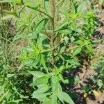 Palafoxia hookeriana Hoja