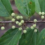 Grewia mollis Fruto