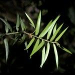 Podocarpus totara Bark