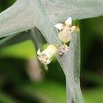 Colletia paradoxa Цветок