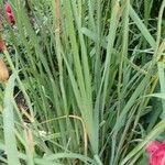 Iris sibirica ᱥᱟᱠᱟᱢ