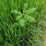 Sesbania herbacea Лист