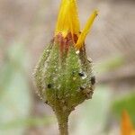 Calendula tripterocarpa Λουλούδι
