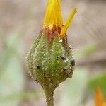 Calendula tripterocarpa 花