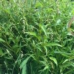 Persicaria hydropiper Habit