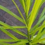Butia yatay Leaf