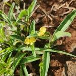 Commelina africana Virág