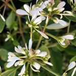 Chamaesyce hypericifolia Цвят