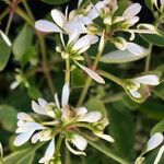 Euphorbia hypericifolia Flower