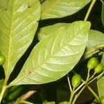 Vitex cooperi Fruto