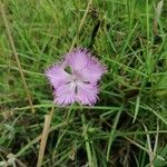 Dianthus hyssopifoliusFlower