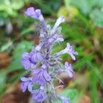 Ajuga reptans Flower