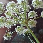 Peucedanum cervaria Blomst