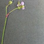 Murdannia nudiflora Blomma