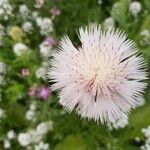 Tyrimnus leucographus Flower