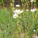 Saxifraga bulbifera موطن