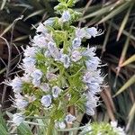 Echium decaisnei Flower