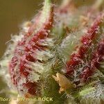 Astragalus echinatus Цвят