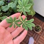 Lupinus albus Hoja