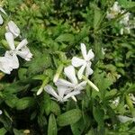 Saponaria officinalisFloare