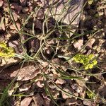 Lomatium triternatum Habit