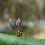 Ruscus aculeatus Flower