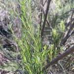 Baccharis sarothroides Hoja