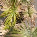 Livistona chinensis Folha